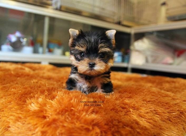 ลูก ยอร์คเชียร์เทอร์เรีย ไซร์ ทอย และ ทีคัพ  รูปที่ 16