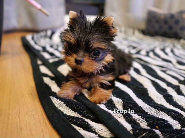 ลูก ยอร์คเชียร์เทอร์เรีย ไซร์ ทอย และ ทีคัพ  รูปที่ 15