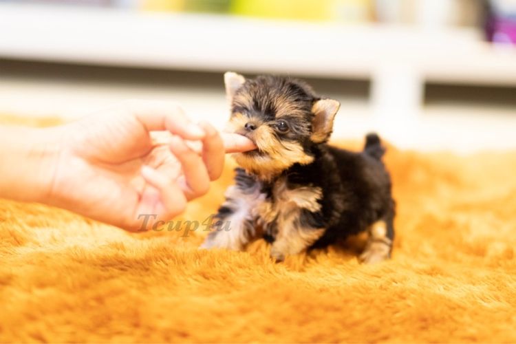 ลูก ยอร์คเชียร์เทอร์เรีย ไซร์ ทอย และ ทีคัพ  รูปที่ 10