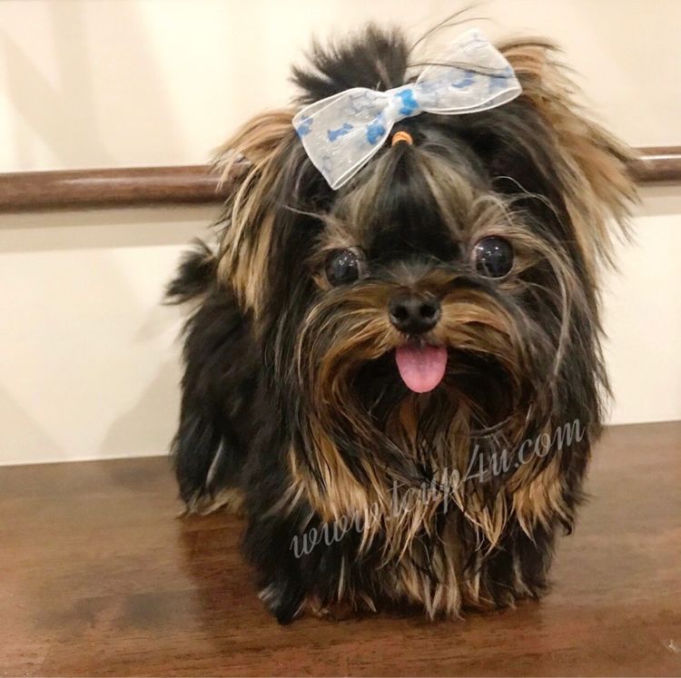 ลูก ยอร์คเชียร์เทอร์เรีย ไซร์ ทอย และ ทีคัพ  รูปที่ 14