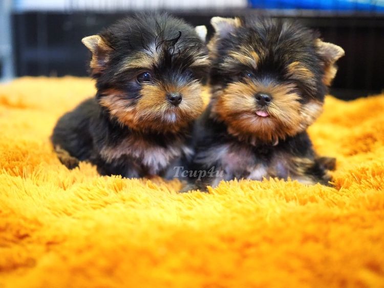 ลูก ยอร์คเชียร์เทอร์เรีย ไซร์ ทอย และ ทีคัพ  รูปที่ 5