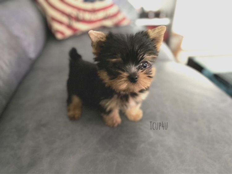 ลูก ยอร์คเชียร์เทอร์เรีย ไซร์ ทอย และ ทีคัพ  รูปที่ 2