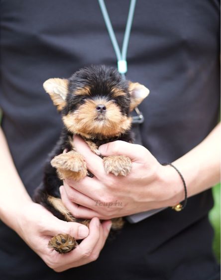 ลูก ยอร์คเชียร์เทอร์เรีย ไซร์ ทอย และ ทีคัพ  รูปที่ 7