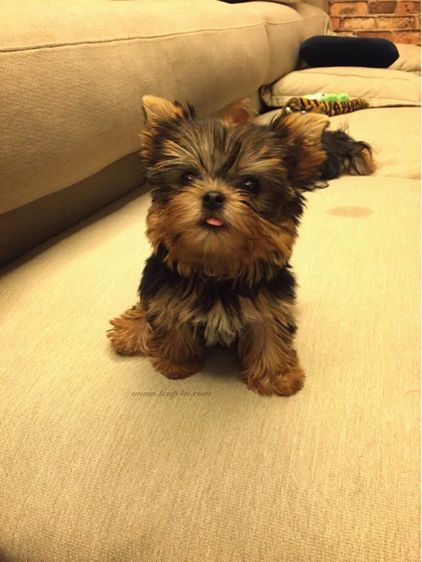 ฟาร์ม ยอร์คเชียร์ หน้าตุ๊กตา ไซร์ทอย และ ไซร์ทีคัพ  รูปที่ 9