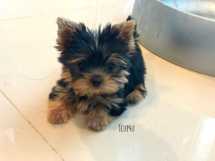 ฟาร์ม ยอร์คเชียร์ หน้าตุ๊กตา ไซร์ทอย และ ไซร์ทีคัพ 