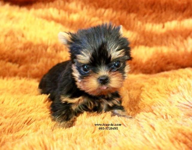 ฟาร์ม ยอร์คเชียร์ หน้าตุ๊กตา ไซร์ทอย และ ไซร์ทีคัพ  รูปที่ 7