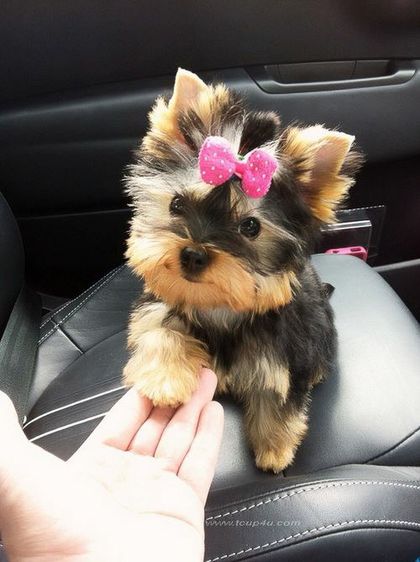 ฟาร์ม ยอร์คเชียร์ หน้าตุ๊กตา ไซร์ทอย และ ไซร์ทีคัพ  รูปที่ 8