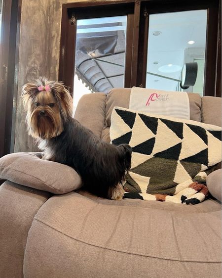 ฟาร์ม ยอร์คเชียร์ หน้าตุ๊กตา ไซร์ทอย และ ไซร์ทีคัพ  รูปที่ 17