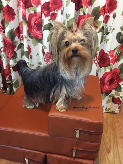 ฟาร์ม ยอร์คเชียร์ หน้าตุ๊กตา ไซร์ทอย และ ไซร์ทีคัพ  รูปที่ 18