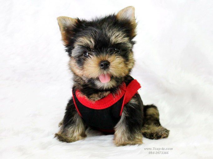 ฟาร์ม ยอร์คเชียร์ หน้าตุ๊กตา ไซร์ทอย และ ไซร์ทีคัพ  รูปที่ 3