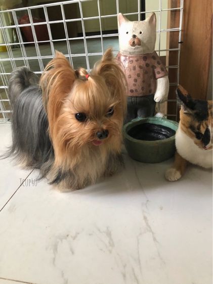 ฟาร์ม ยอร์คเชียร์ หน้าตุ๊กตา ไซร์ทอย และ ไซร์ทีคัพ  รูปที่ 15