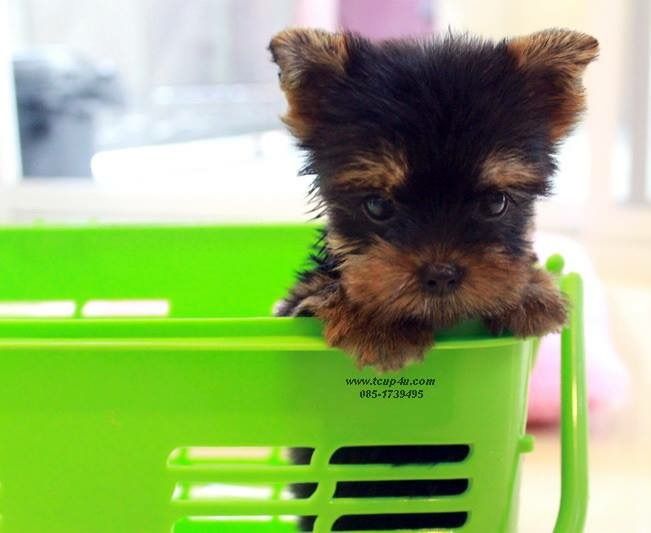 ฟาร์ม ยอร์คเชียร์ หน้าตุ๊กตา ไซร์ทอย และ ไซร์ทีคัพ  รูปที่ 11