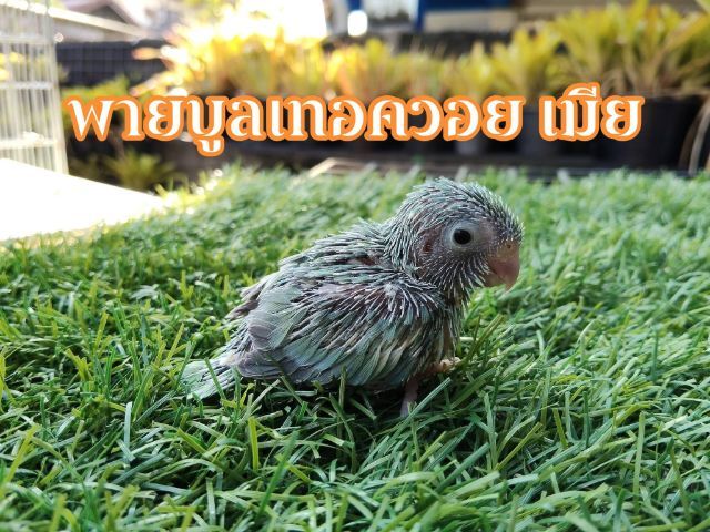 นกแก้วฟอพัส รูปที่ 2