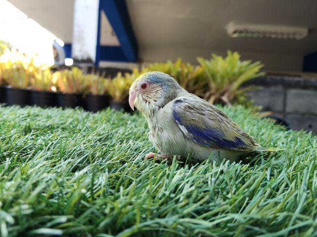 นกแก้วฟอพัส รูปที่ 9