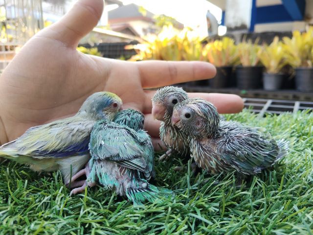 นกแก้วฟอพัส รูปที่ 7