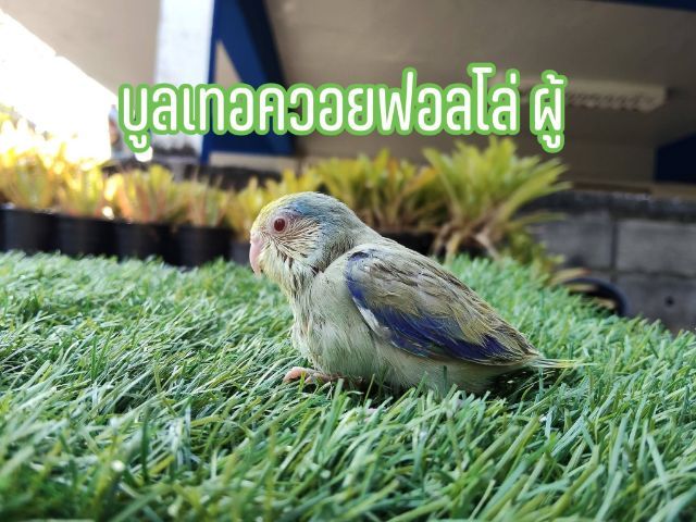 นกแก้วฟอพัส รูปที่ 4