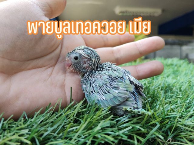 นกแก้วฟอพัส รูปที่ 3