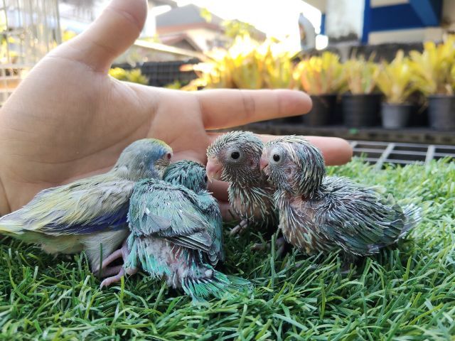 นกแก้วฟอพัส รูปที่ 6