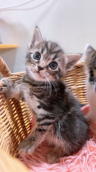 แบ่งเลี้ยง ลูกแมวอเมริกันxสกอตติช รูปที่ 3