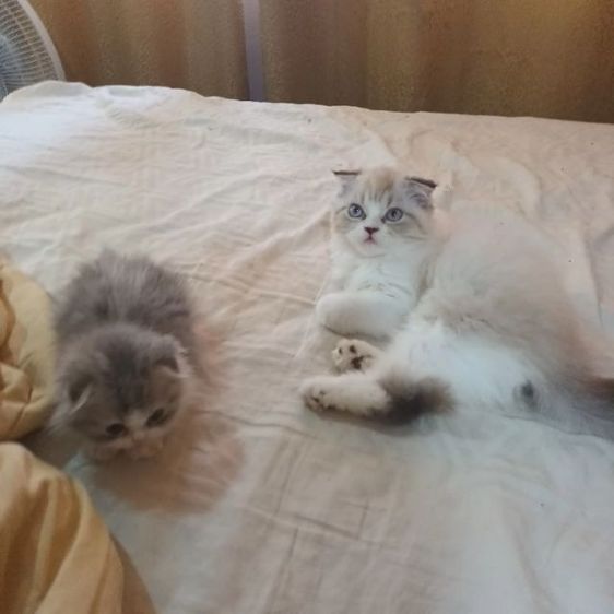 สก๊อตติชโฟ รูปที่ 3