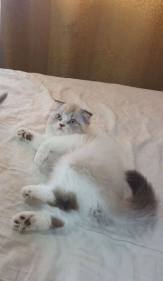 สก๊อตติชโฟ