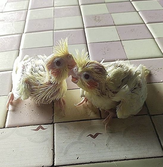 ลูกป้อนค็อกคาเทล