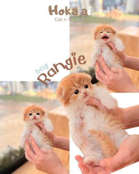 สก็อตติช โฟลด์ (Scottish Fold) สุดหล่อเร้นจี้รายงานตัวงับบ