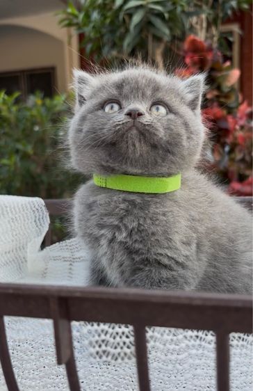 สก็อตติช โฟลด์ (Scottish Fold) สก็อตติช สีบลู