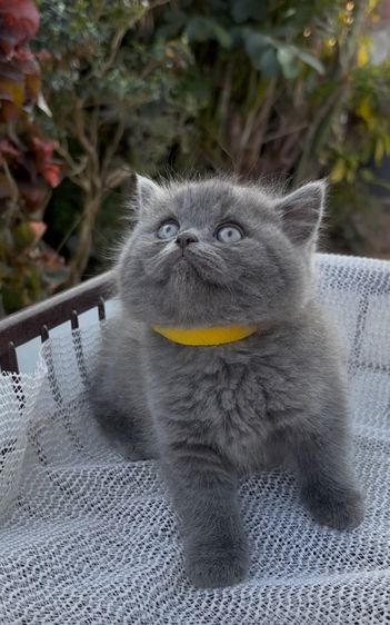 สก็อตติช สีบลู รูปที่ 3