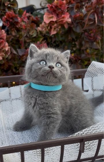 สก็อตติช สีบลู รูปที่ 2