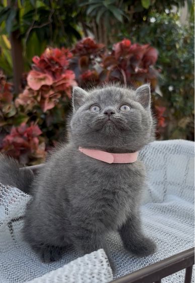 สก็อตติช สีบลู รูปที่ 4