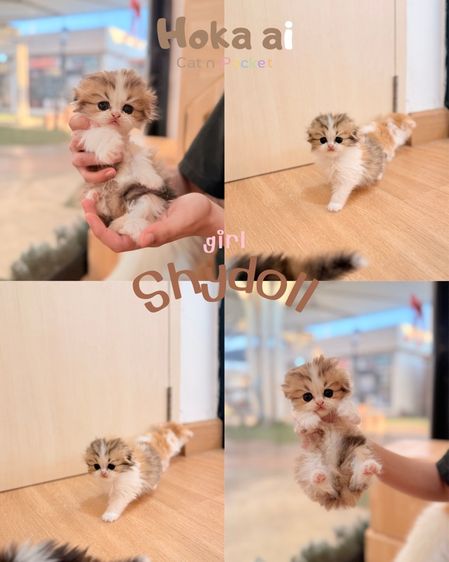 สก็อตติช โฟลด์ (Scottish Fold) สาวน้อยหน้าหวานน