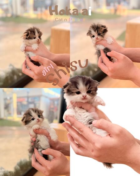สก็อตติช โฟลด์ (Scottish Fold) สาวน้อยตัวจิ๋วขี้อ้อนน