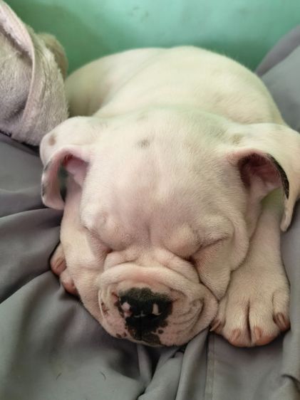 อเมริกันบูลลี่ 