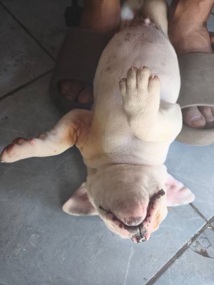 อเมริกันบูลลี่  รูปที่ 4