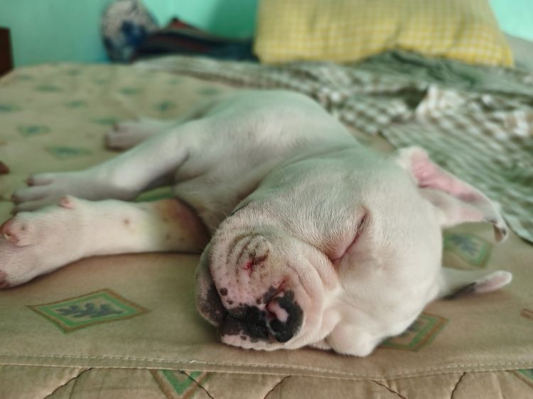 อเมริกันบูลลี่  รูปที่ 3