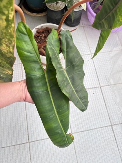 ก้านส้มด่าง กระถาง 6นิ้ว ใบหญ่ รูปที่ 3