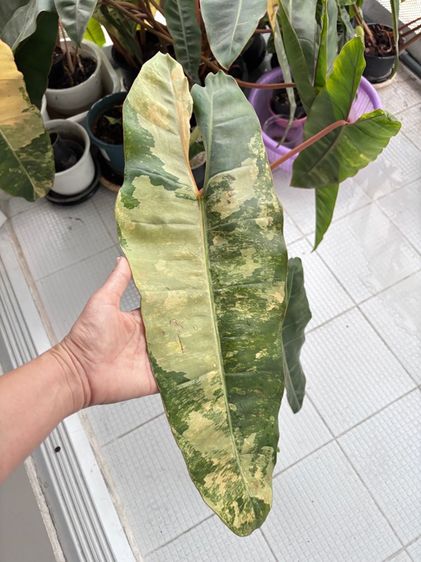 ต้นไม้จริง ก้านส้มด่าง กระถาง 6นิ้ว ใบหญ่