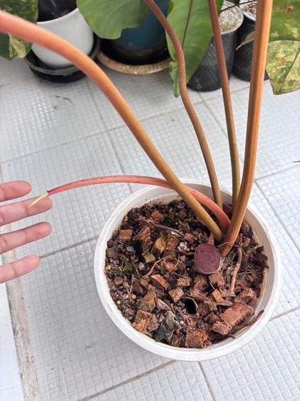 ก้านส้มด่าง กระถาง 6นิ้ว ใบหญ่ รูปที่ 5