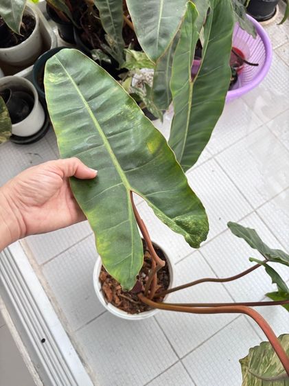 ก้านส้มด่าง กระถาง 6นิ้ว ใบหญ่ รูปที่ 4