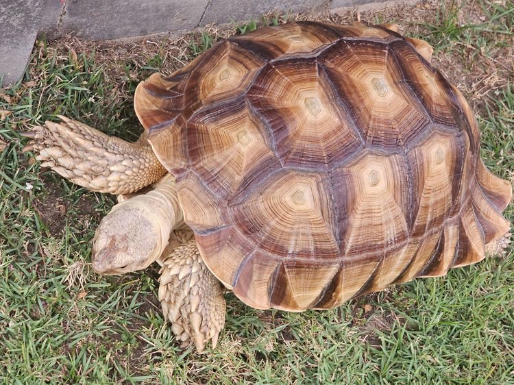 ขายน้องเต่าซูคาต่า 18 นิ้ว ราคาเลิกเลี้ยง รูปที่ 6