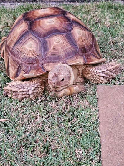 ขายน้องเต่าซูคาต่า 18 นิ้ว ราคาเลิกเลี้ยง รูปที่ 4