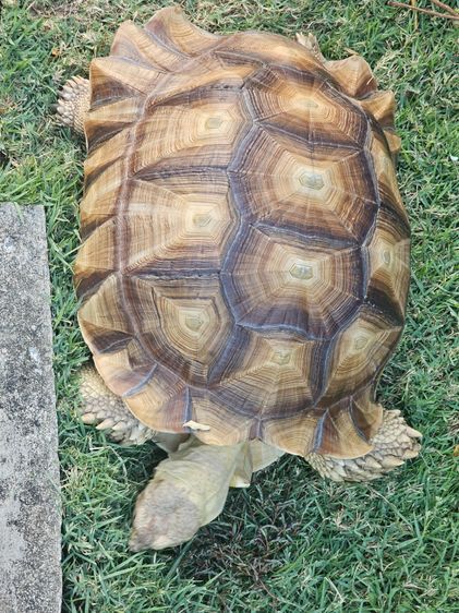 ขายน้องเต่าซูคาต่า 18 นิ้ว ราคาเลิกเลี้ยง รูปที่ 3