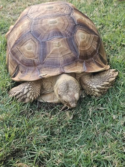 ขายน้องเต่าซูคาต่า 18 นิ้ว ราคาเลิกเลี้ยง