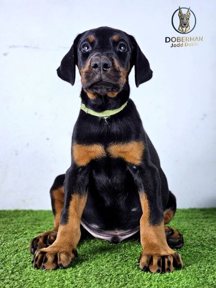 ลูกสุนัขโดเบอร์แมนสายยุโรป 100 ไม่มีสายเมกาปนผสมบนเพดดีกรี รูปที่ 2