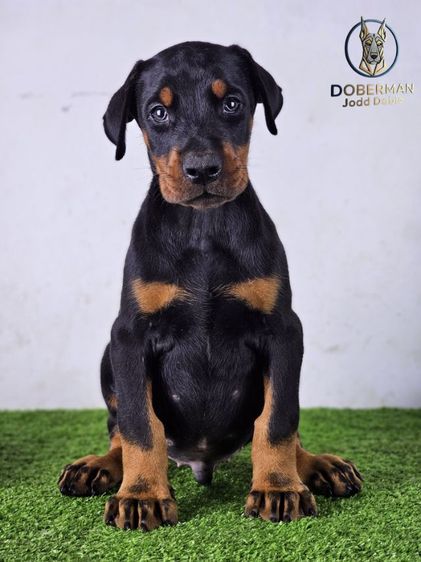 ลูกสุนัขโดเบอร์แมนสายยุโรป 100 ไม่มีสายเมกาปนผสมบนเพดดีกรี รูปที่ 10