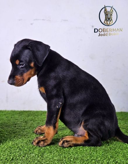 ลูกสุนัขโดเบอร์แมนสายยุโรป 100 ไม่มีสายเมกาปนผสมบนเพดดีกรี รูปที่ 11