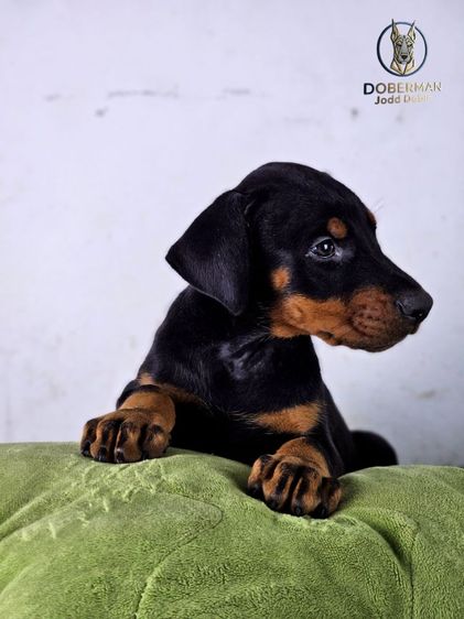 ลูกสุนัขโดเบอร์แมนสายยุโรป 100 ไม่มีสายเมกาปนผสมบนเพดดีกรี รูปที่ 8