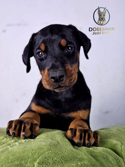 ลูกสุนัขโดเบอร์แมนสายยุโรป 100 ไม่มีสายเมกาปนผสมบนเพดดีกรี รูปที่ 7