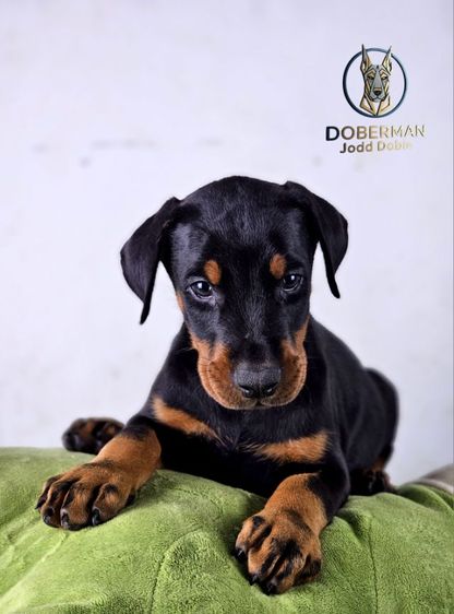 ลูกสุนัขโดเบอร์แมนสายยุโรป 100 ไม่มีสายเมกาปนผสมบนเพดดีกรี รูปที่ 9